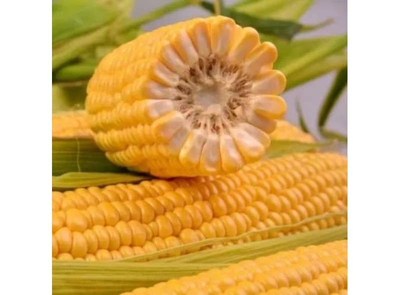 СанСвит F1 - семена сахарной кукурузы, 1000сем., Libra Seeds